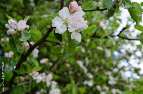 Blooming branch of apple tree close-up. Clean spring background. Place for text. White petals, delicate flower.