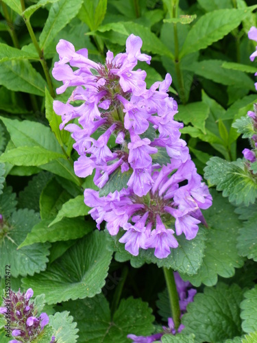 Stachys macrantha superba, known as big betony, is a species of flowering plant in the mint family, Lamiaceae. photo