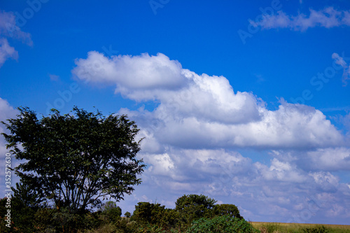 tree  blue sky  summer  beautiful day  field  forest  bush  plantation  farm  field  clouds  sky  summer  sunny  calm  quiet