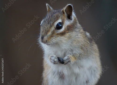 Chipmunk with sunflower seed in the paws