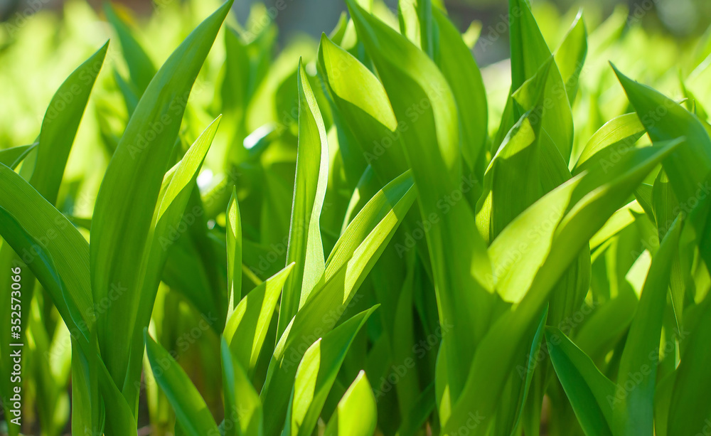 Obraz premium Green leaves on the sun background close-up picture wallpapers. Concept of happiness, season spring or summer and nature