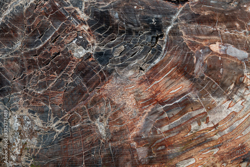 Petrified wood texture. Close up