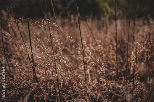 sunset in the grass