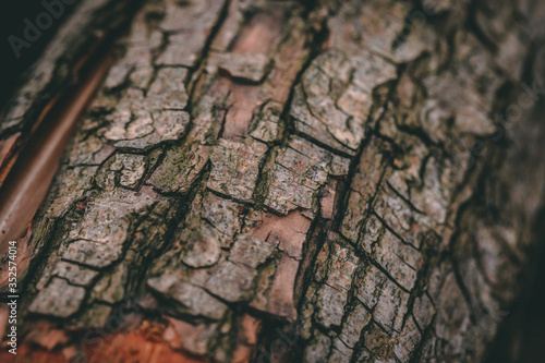 wood texture