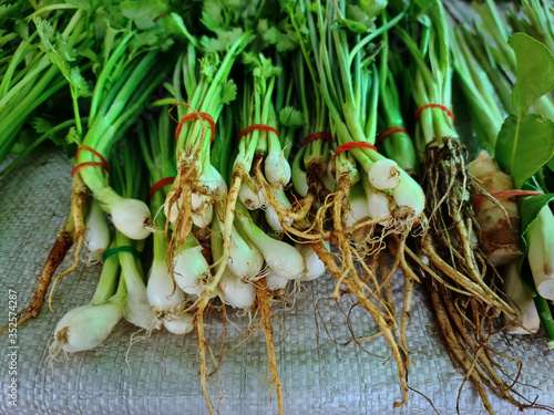 Close-up Roots of Bunch of Fresh Corianders for Sale photo