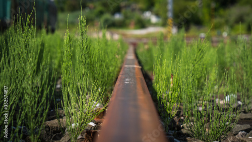 Rail of abandoned train track with vegetation.