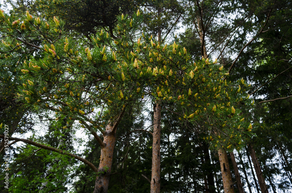 Fototapeta premium Coniferous pine. Branches with young green cones. Close-up bottom view. Coniferous forest in the background.