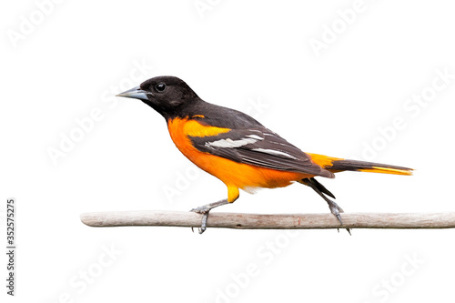 Εκτύπωση καμβά Oriole Struts Across a Branch
