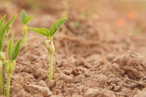 Small young plant (seedling) of green beans or mung bean in soil ground agricultural field of farmer with light of the evening sunset close-up.
