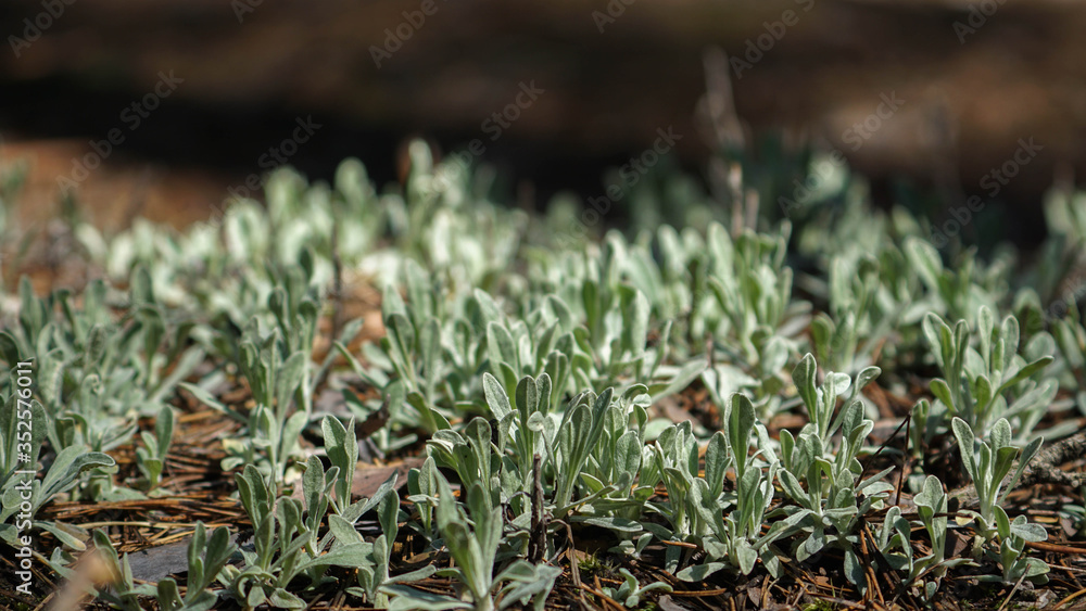 meadow of plants among the pine forest meadow of plants among the pine forest