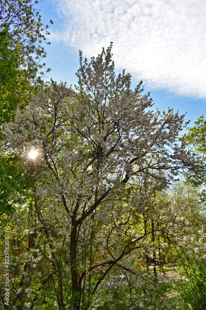 flowering apple trees in the city garden at sunset flowering apple trees in the city garden at sunset