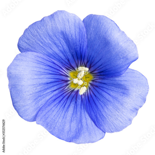 Flax blue flower isolated on white background