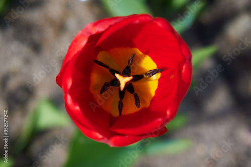 Beautiful red Tulip. One red Tulip in garden. Tulip top view.