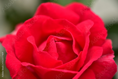 Wallpaper Mural 薔薇 Torontodigital.ca