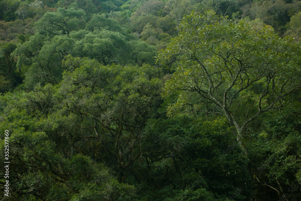 Urubici, Santa Catarina, Brazil: Dense vegetation of the deep forest in the path of Avencal Waterfall