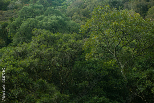 Urubici, Santa Catarina, Brazil: Dense vegetation of the deep forest in the path of Avencal Waterfall