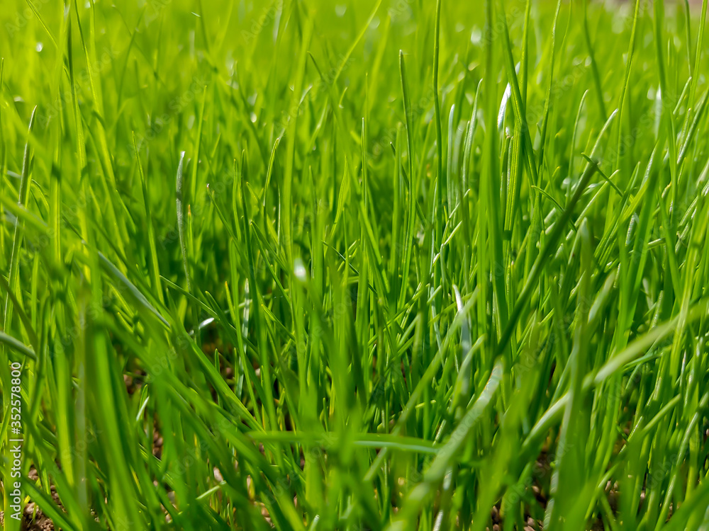 Fototapeta premium Young green grass in sunlight, selective focus. Fresh spring nature background, sunny meadow texture