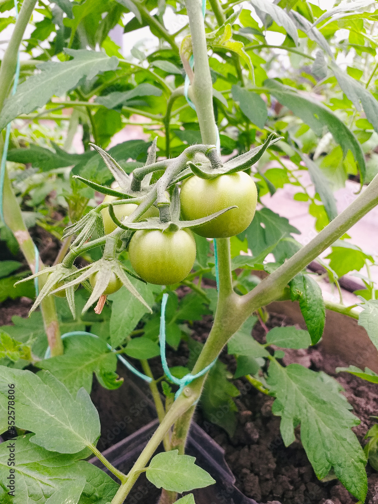 Fresh green tomatoes plant organic vegetable with drops hanging on vine of tomato tree for cooking or tomato juice high in fiber,healthy food.The concept of gardening and seedlings. Fresh green tomatoes plant organic vegetable with drops hanging on vine of tomato tree for cooking or tomato juice high in fiber,healthy food.The concept of gardening and seedlings.