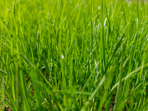 Young green grass in sunlight, selective focus. Fresh spring nature background, sunny meadow texture