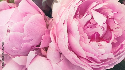 Fototapeta Naklejka Na Ścianę i Meble -  pink peony rose petals background