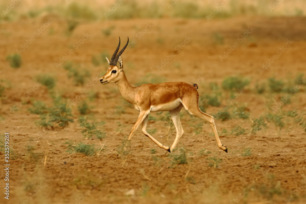 A lone antelope deer Indian gazelle also known as chinkara with long pointed horns running in national park at Rajasthan India  