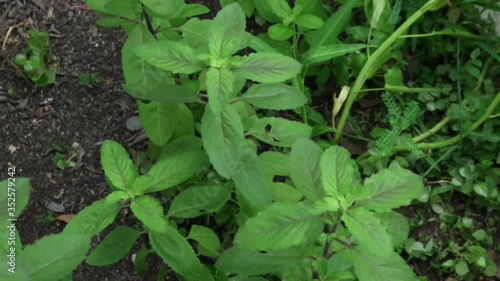 Wallpaper Mural Beautiful young green Basil leaves(Ocimum Basilicum) growth in herb botanical garden,as ingredient for seasoning with spicy thai food.Selective focus. Torontodigital.ca