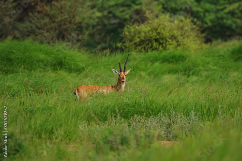 Indian gazelle chinkara antelope with one broken and one pointed horn standing amidst green grass and flowers at Rajasthan India © Sandeep