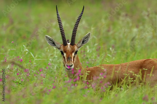 Closeup image of an Indian gazelle chinkara antelope with pointed horns standing amidst green grass and flowers at Rajasthan India