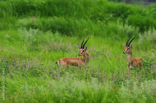 Wallpaper Mural A pair of Indian gazelles antelopes also called chinkara with long and pointed horns standing amidst green grass land at Rajasthan India Torontodigital.ca