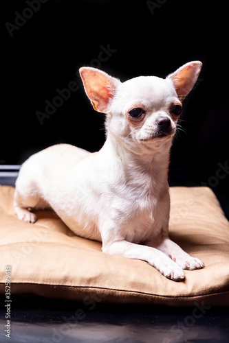 A cream chihuahua dog lying on a beige pillow looks away on a black background. Vertical orientation. © Sander Studio