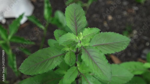 Wallpaper Mural Beautiful young green Basil leaves(Ocimum Basilicum) growth in herb botanical garden,as ingredient for seasoning with spicy thai food.Selective focus. Torontodigital.ca