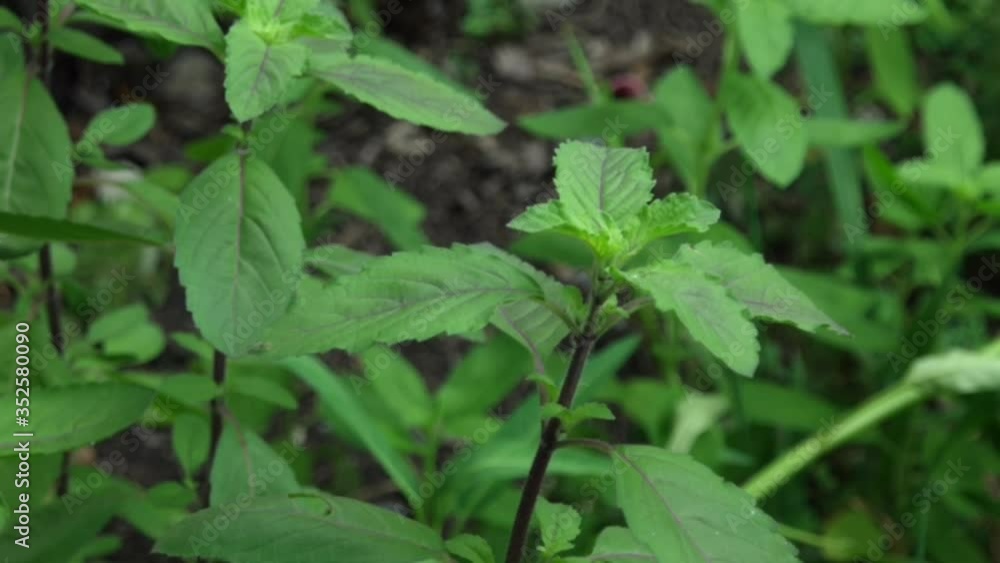 Beautiful young green Basil leaves(Ocimum Basilicum) growth in herb botanical garden,as ingredient for seasoning with spicy thai food.Selective focus. Beautiful young green Basil leaves(Ocimum Basilicum) growth in herb botanical garden,as ingredient for seasoning with spicy thai food.Selective focus.