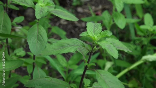 Wallpaper Mural Beautiful young green Basil leaves(Ocimum Basilicum) growth in herb botanical garden,as ingredient for seasoning with spicy thai food.Selective focus. Torontodigital.ca
