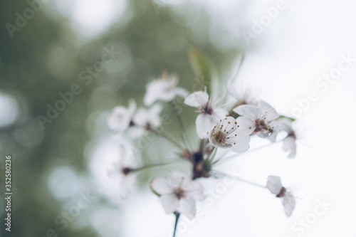 Natural defocused white background with a branch of the cherry blossoms