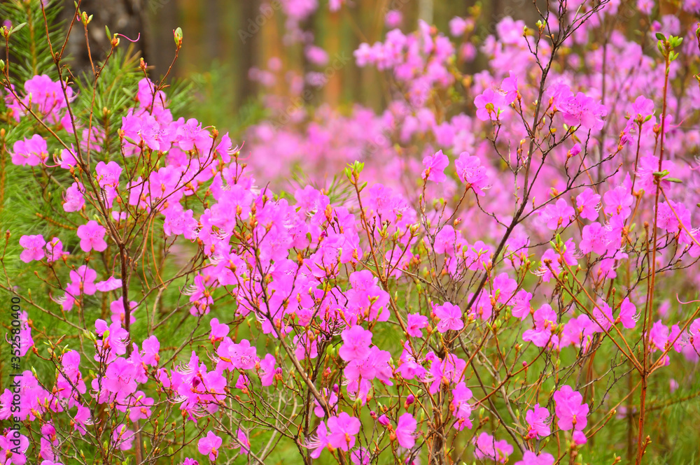 Obraz premium Flowering Bush Rhododendron Daursky (lat. Rhododendron dauricum) or bagulnik. In the woods in spring. Warm shade.
