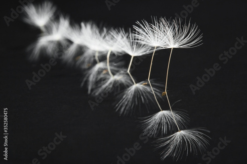 Dandelion seeds photographed as a fine art concept