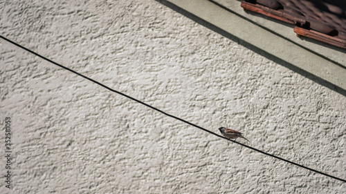 Single sparrow in the spring sitting alone at a power line