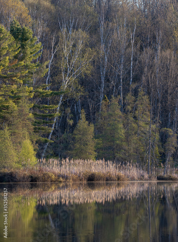 Morning light on the forest at the pond in springtime and reflections