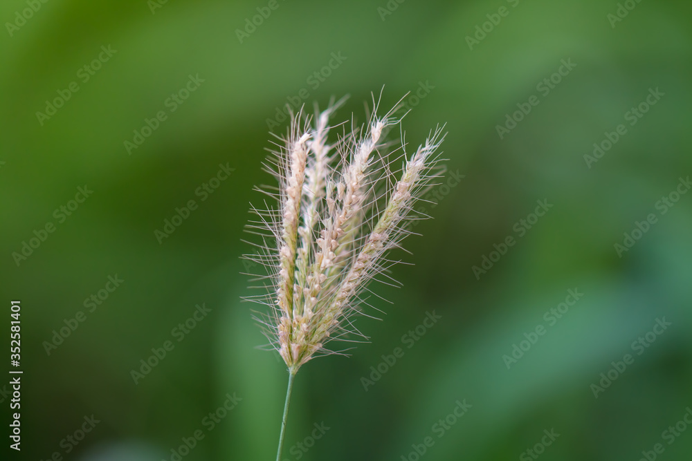 Flowers from grass With small stamens around the flower On the background image is green from natural trees. Flowers from grass With small stamens around the flower On the background image is green from natural trees.