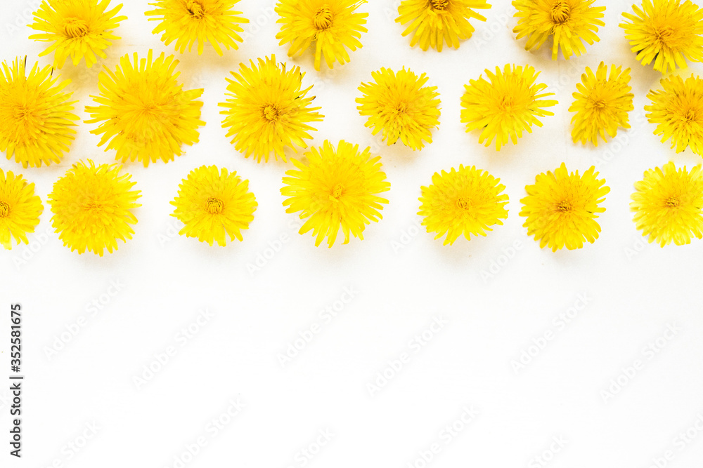 Flowers composition. dandelions on white background. Spring concept. Flat lay, top view copy space. yellow Flowers composition. dandelions on white background. Spring concept. Flat lay, top view copy space. yellow
