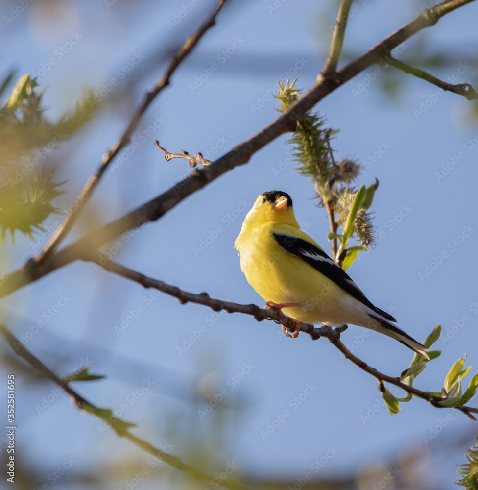 An American goldfinch (Spinus tristis) in a tree in spring.
Breeding male