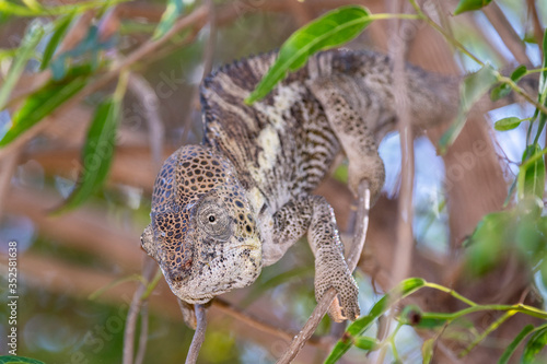 Pantherchamäleon im Regenwald von Madagaskar
