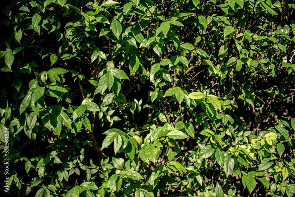 Nature Background Realistic Green bush Nature Background Realistic Green bush