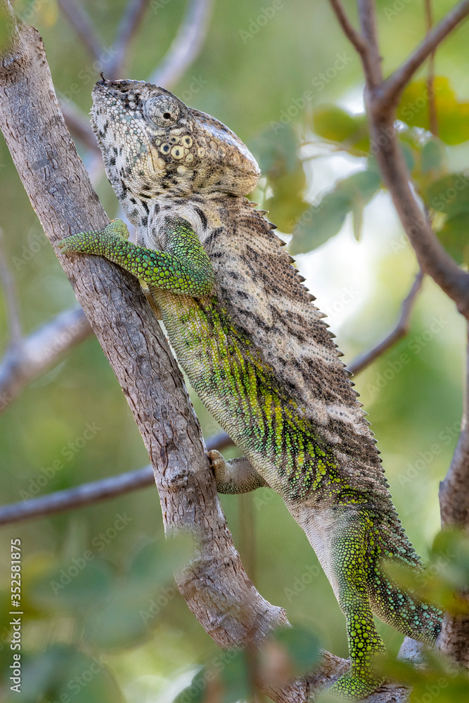 Fototapeta premium Pantherchamäleon im Regenwald von Madagaskar