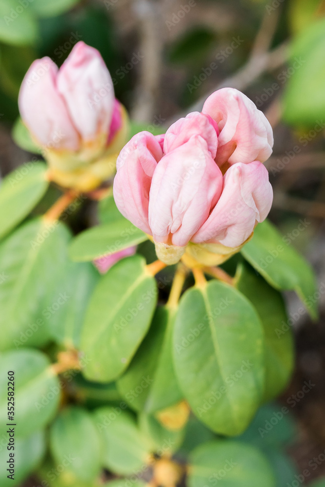 Azalea plants are excellent and brilliant landscape plants. Azalea shrub in bloom. Beautiful azalea flowers in a garden. White and pink color petal azalea flower. Colorful flowering Rhododendron