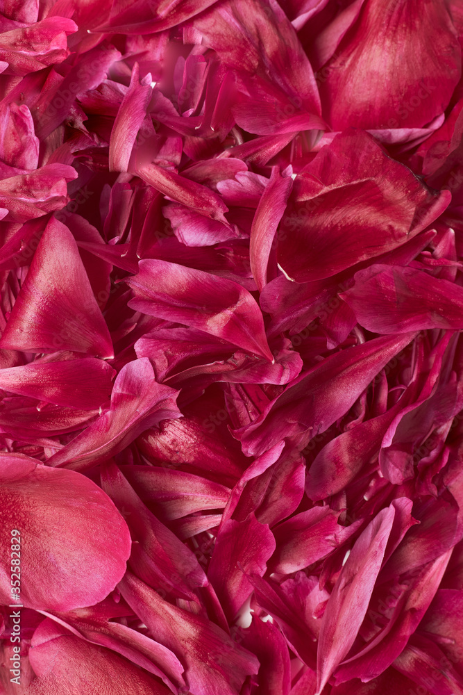 Patern of petals of pink or red roses or peonies for background. Copy space
