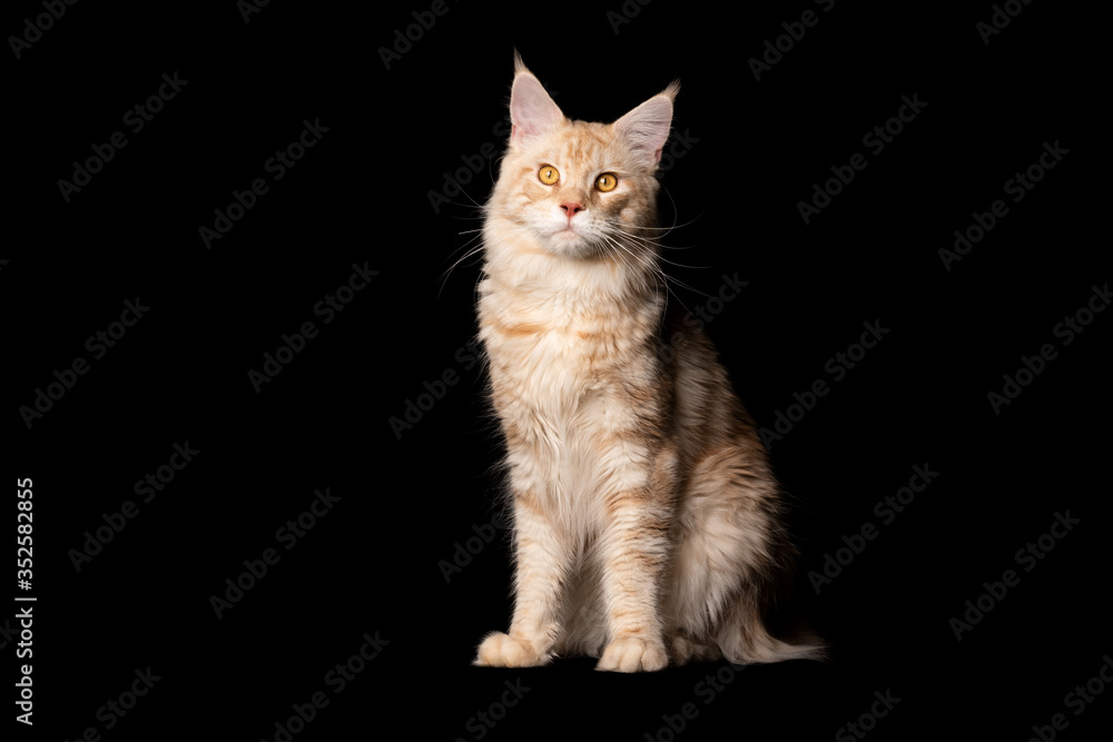 studio portrait of a beautiful cream colored ginger maine coon cat sitting isolated on black background with copy space