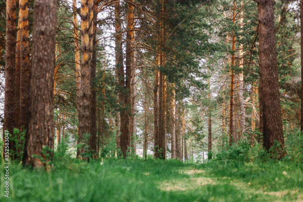 Fototapeta premium pine forest at late spring, summer