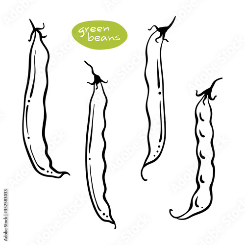 Green beans. Black line sketch collection of vegetables isolated on white background. Doodle hand drawn vegetable icons. Vector illustration