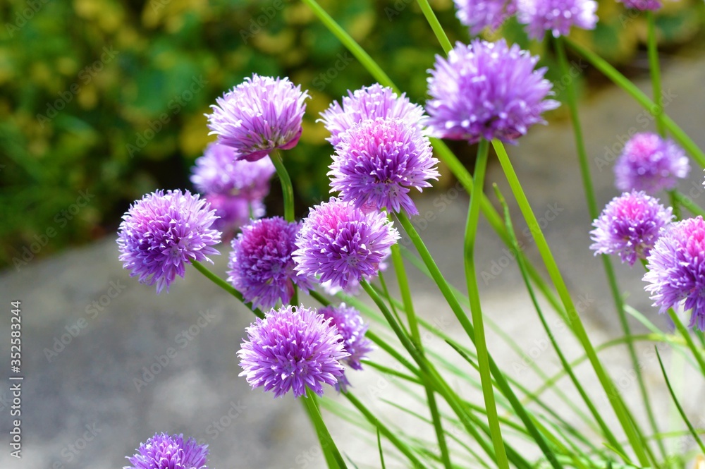 Purple chives in the garden. Purple chives in the garden.